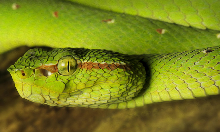 Пугающие и потрясающие фотографии змей животные, змеи, фото