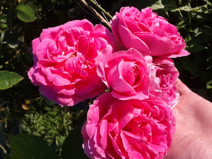 Фото-0260 (700x525, 170Kb)