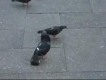 Файл:Pigeondance.ogg