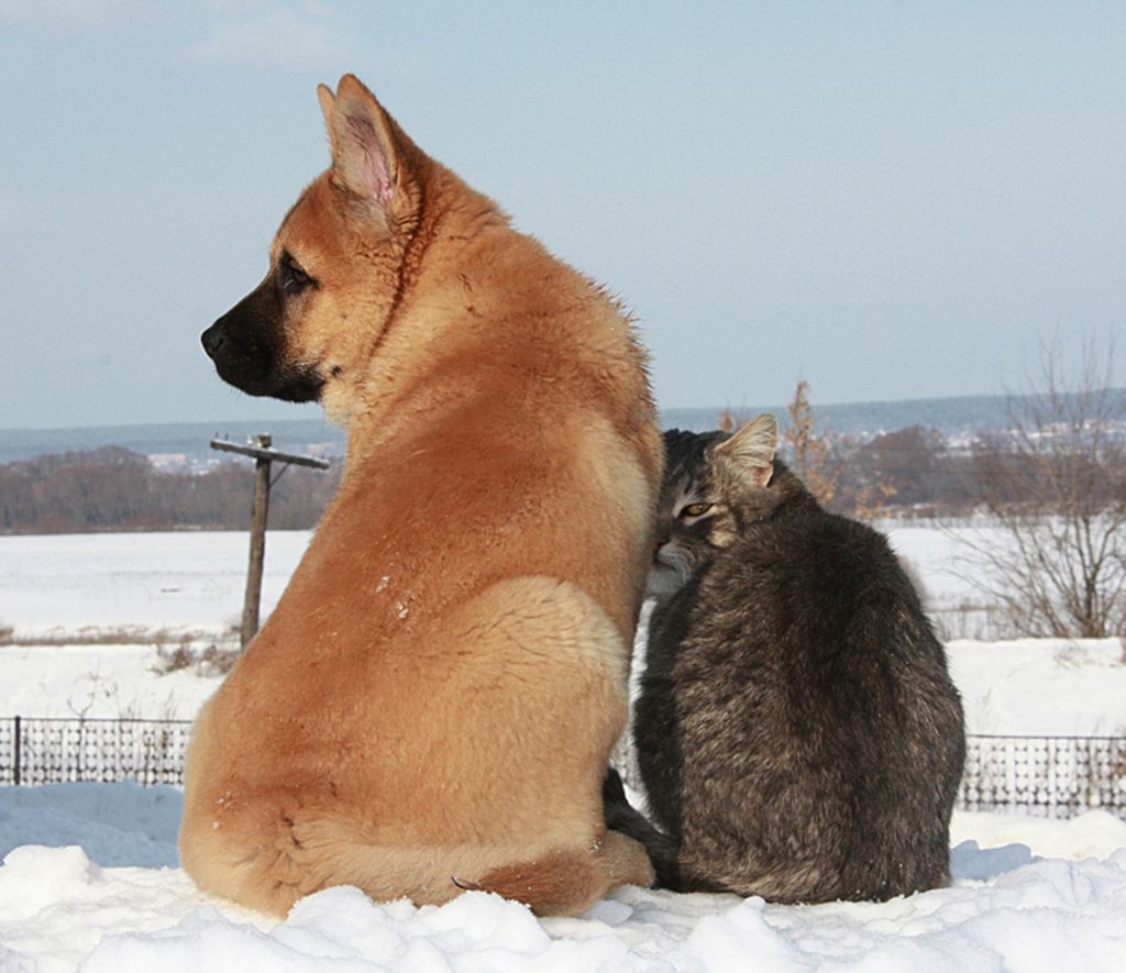 Кошки - самые лучшие друзья собак кошки, собаки