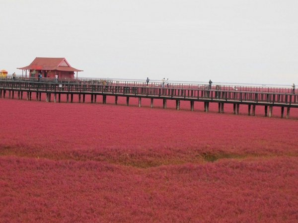 Красный пляж в Китае (6 фото)