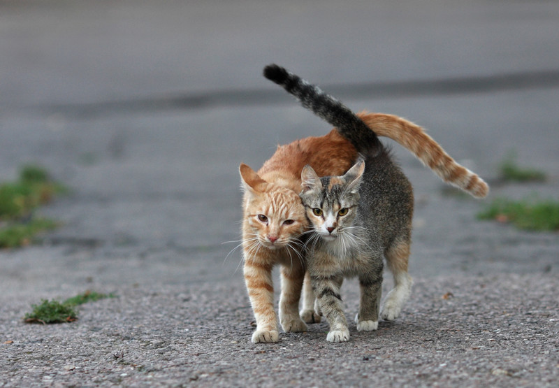 Уличные московские коты в фотографиях животные, коты, москва