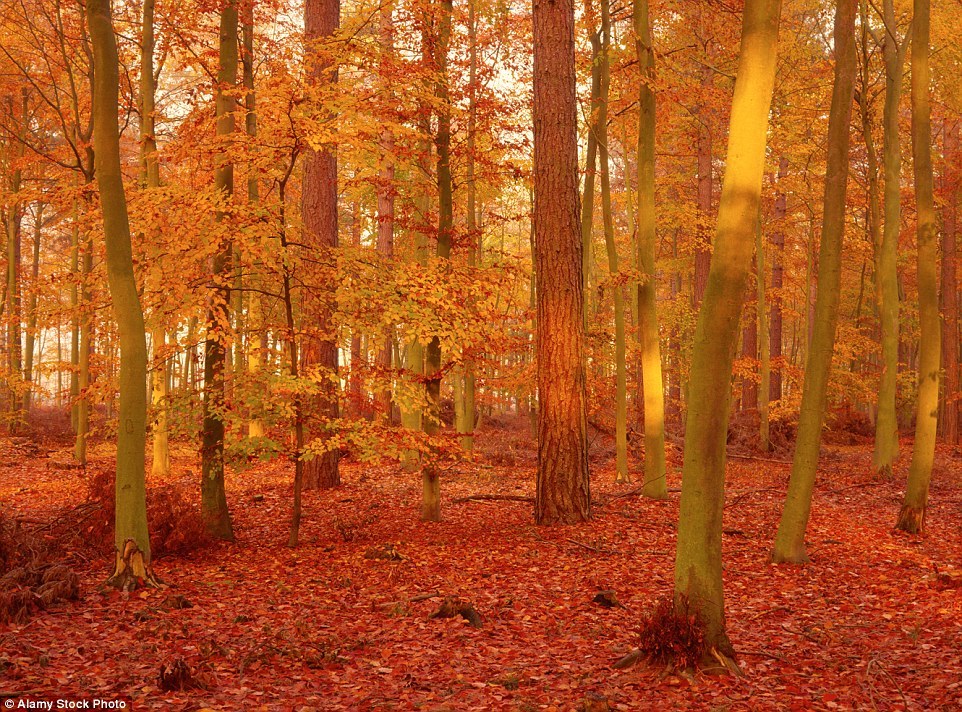 Золотые краски осени в пейзажах Великобритании 