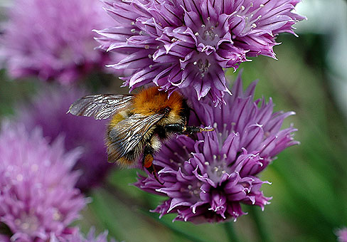 Лук (Allium) Лук (Allium)