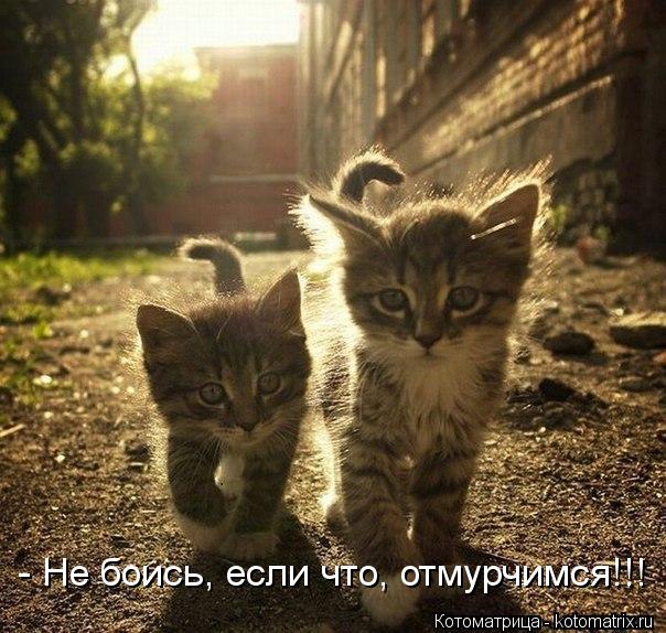 Возможно все (котоматрица)