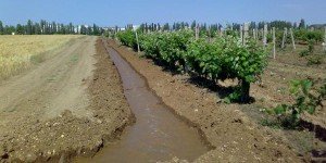 Полив винограда летом – особенности процесса + Видео Полив винограда летом – особенности процесса + Видео