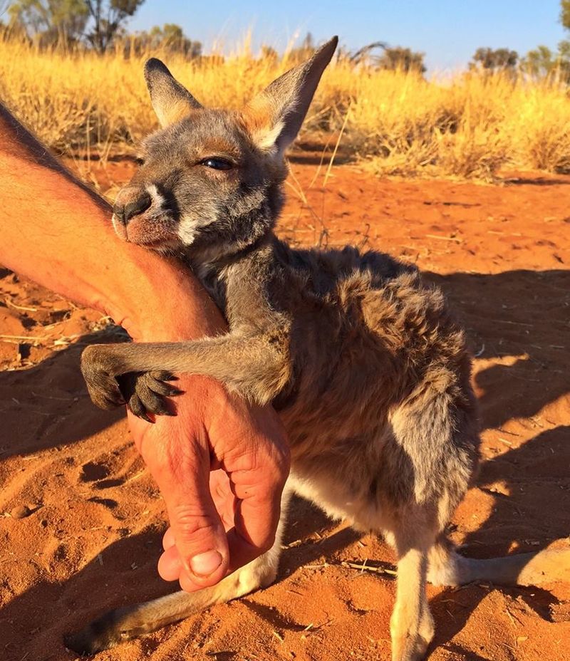 17 австралийских животных, очарование которых просто зашкаливает