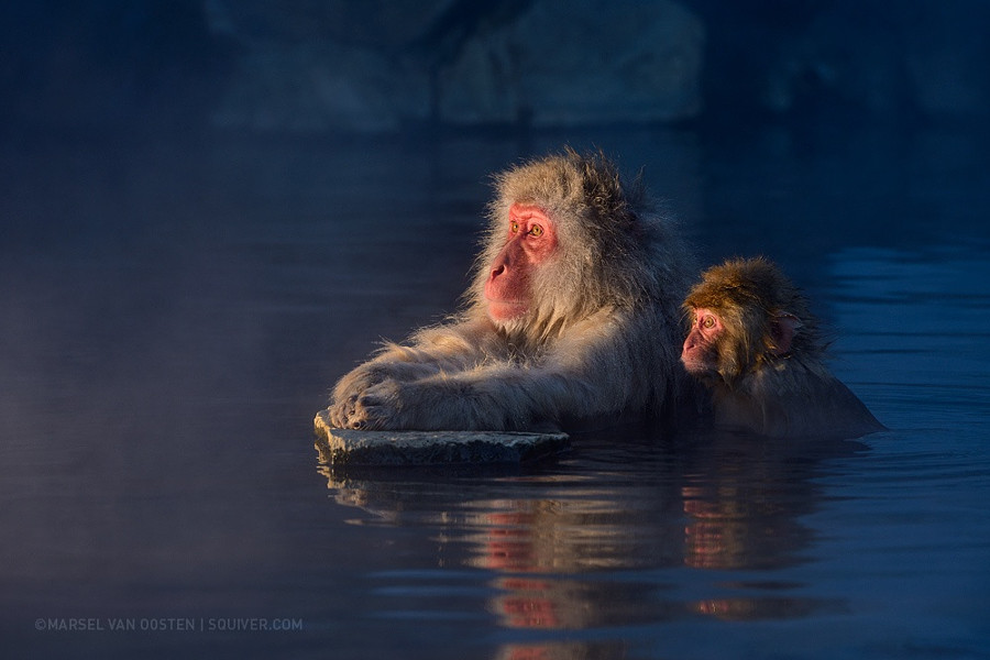 5. Марсель ван Остен (Marsel van Oosten) животные, природа, фото, фотограф