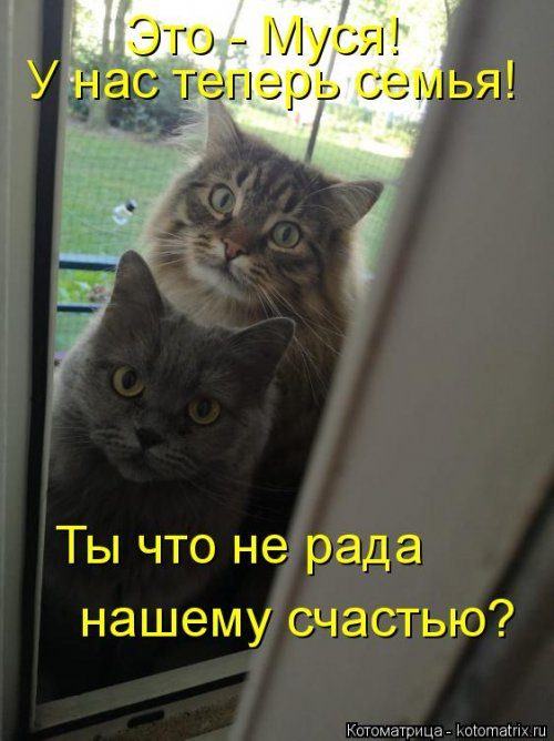 Коллекция лучших котоматриц недели