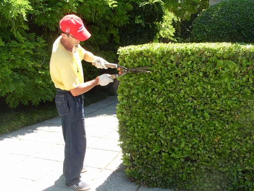 Клематис посадка и уход