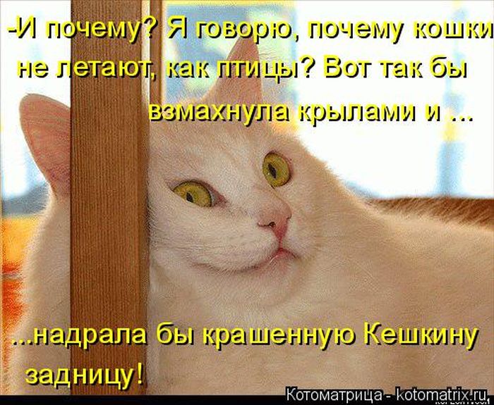 Лучшие котоматрицы недели (50 фото)