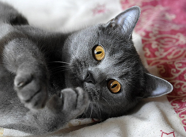 Шартрез (Chartreux) Шартрез — Картезианская кошка с золотыми глазами