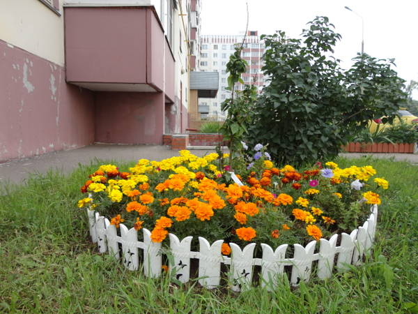 Клумбы у подъезда фото Клумбы у подъезда фото