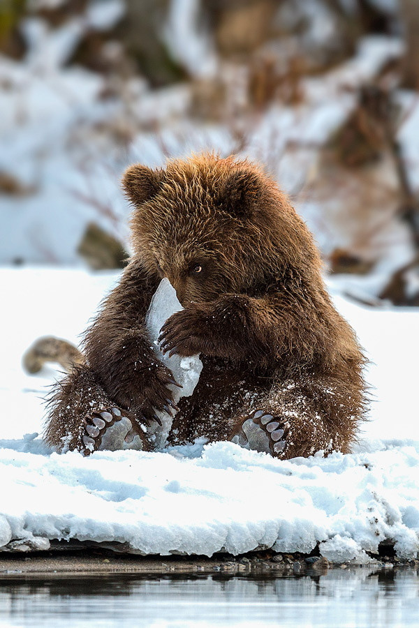 Ледяная игрушка животные, природа, фото, фотограф