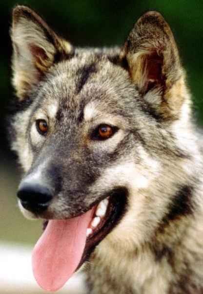 ��� ����� � ������� �����������