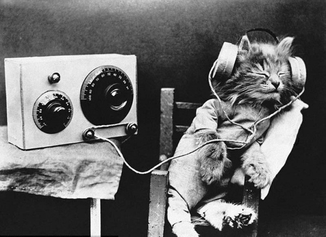 старинные открытки с котами 