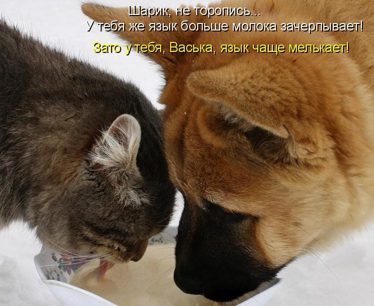 Кошки и собаки. Враги или друзья? животные, коты, кошки и собаки, прикол