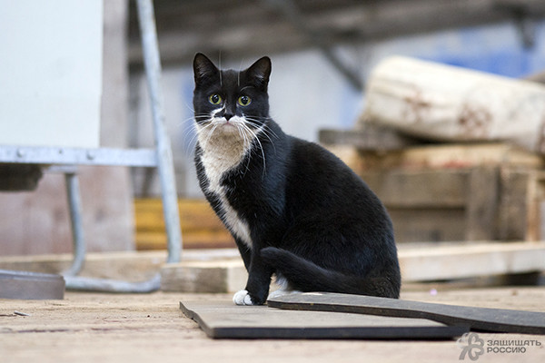 Корабельные коты: суровые и пушистые корабли, коты, кошки, флот