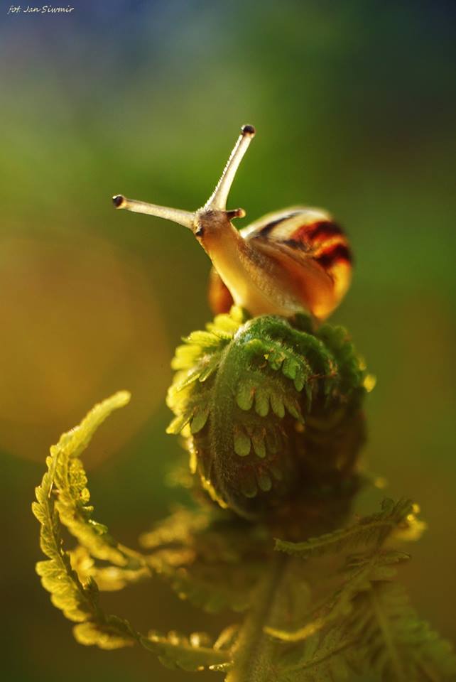 ФОТОВЫСТАВКА. Природа в фотографиях Jan Siwmir ФОТОВЫСТАВКА. Природа в фотографиях Jan Siwmir