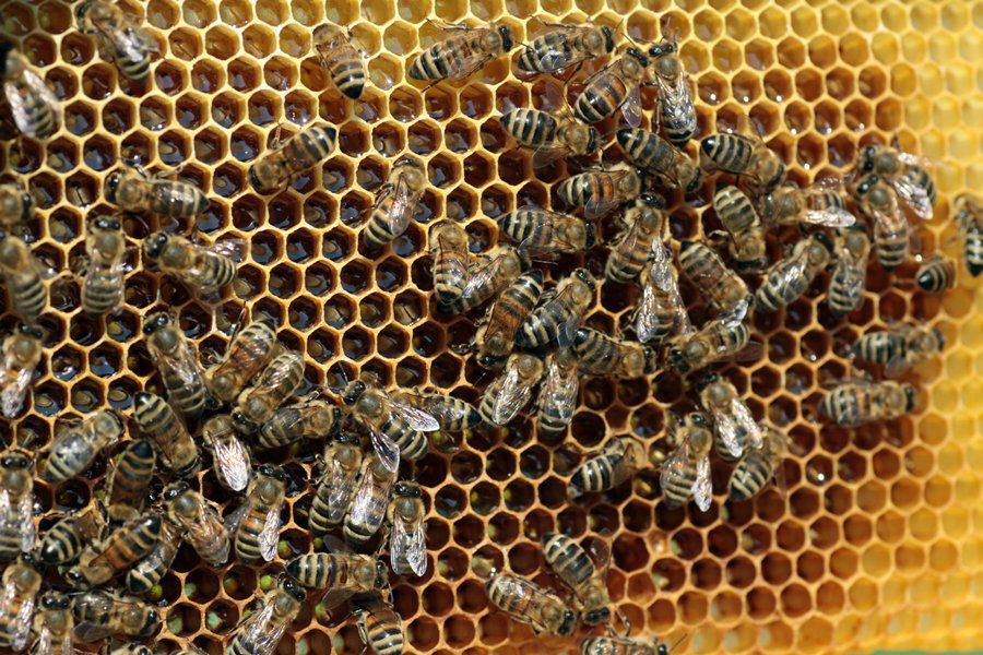 Начинающие пчеловоды (17 фото)