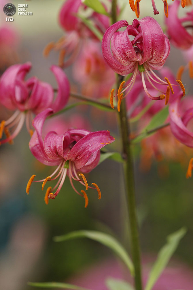 Выставка цветов и ландшафтного дизайна Chelsea Flower Show 2014