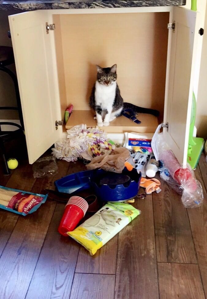 Смешные кошки