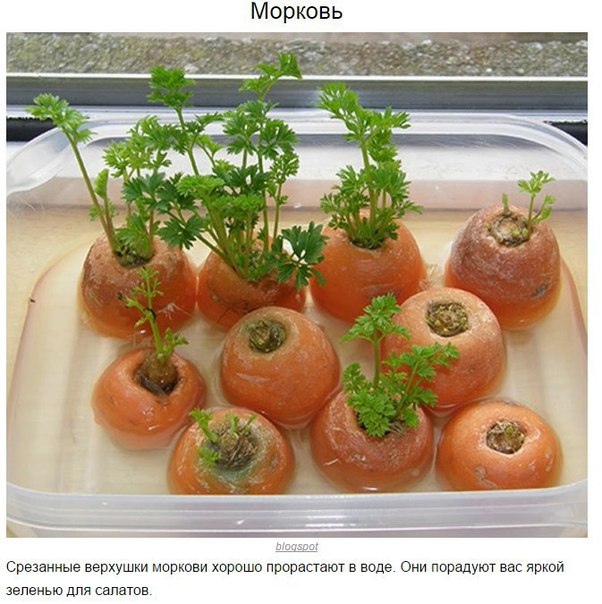 8 овощей, которые можно купить один раз, а потом выращивать всегда 8 овощей, которые можно купить один раз, а потом выращивать всегда