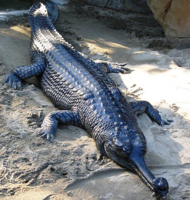 14. Гангский гавиал (Gharial) 14. Гангский гавиал (Gharial) животные, факты