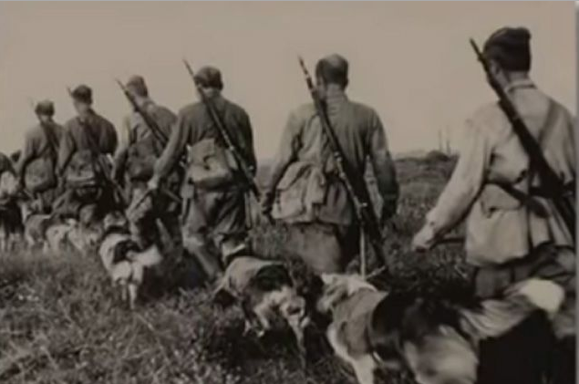 150 пограничных псов «порвали» полк фашистов в рукопашке война, история, ссср, факты