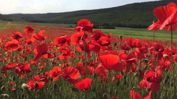 Скоро в Крыму зацветут маки