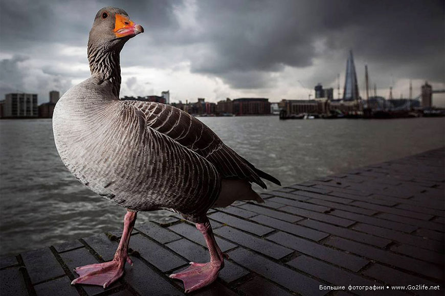 The British Wildlife Photography Awards: фото животных
