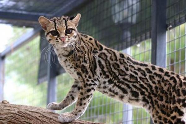 Необычный и милый котейка Маргай