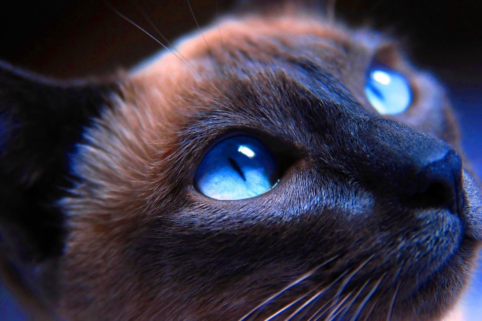 Кошки видят в темноте, как днем? животные, зрение, кошки