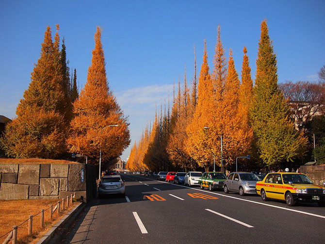 Изумительная красота древних деревьев: аллея гингко билоба в Токио