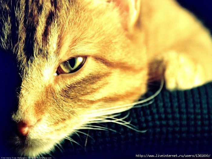 Рыжая кошка в доме — это кусочек солнышка! кошаки, рыжие