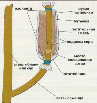 Воздушные отводки: размножение яблонь без прививок