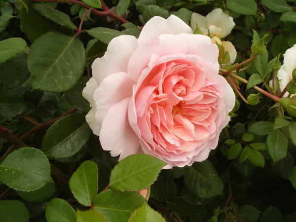 Романтическая роза сорт Wildeve
