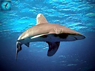 Длиннокрылая акула - акула-людоед
