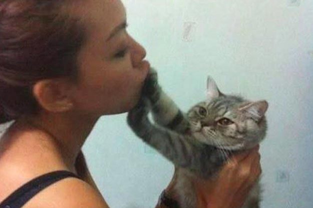 Смешные кошки