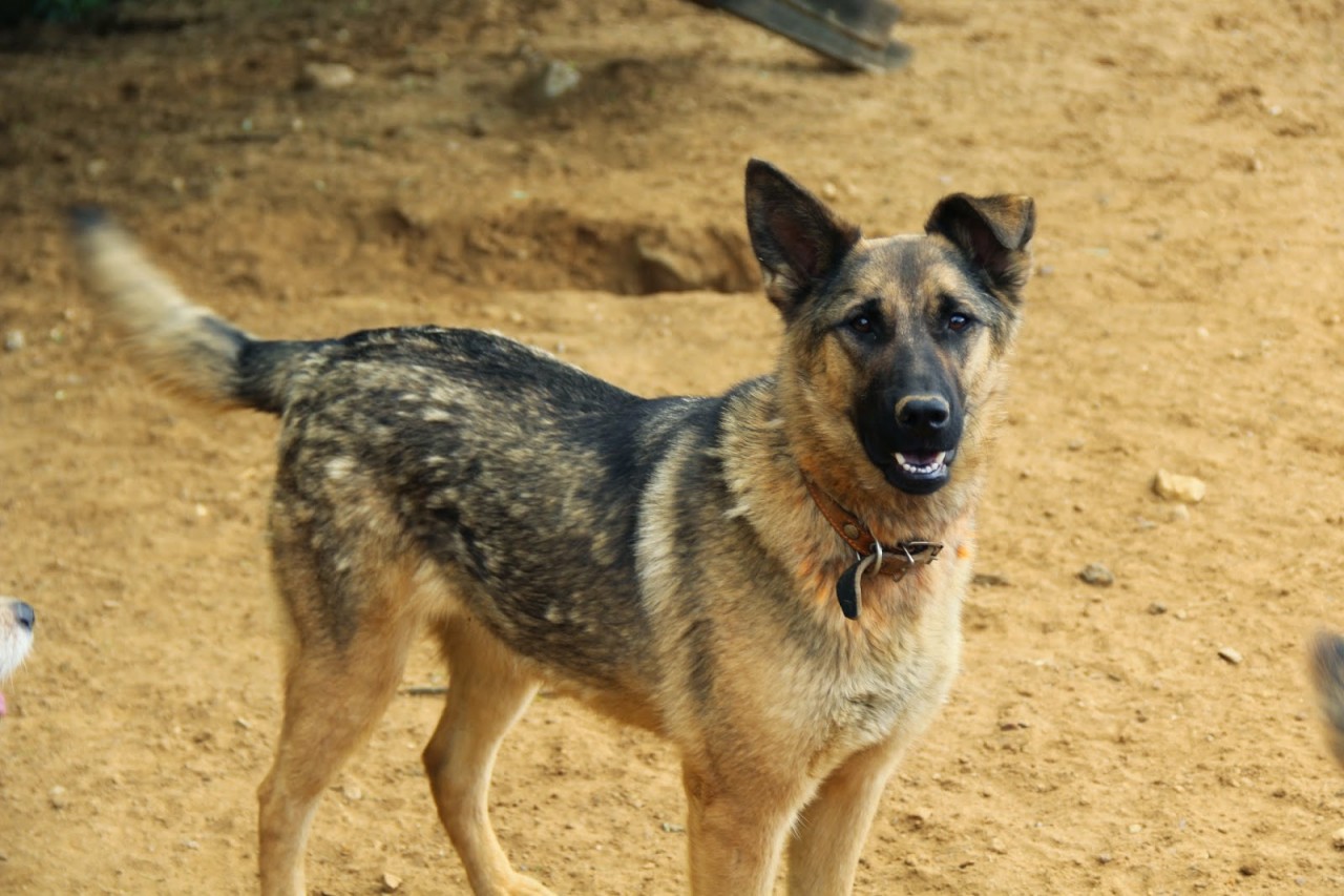 Ищу новый дом - Маруся.