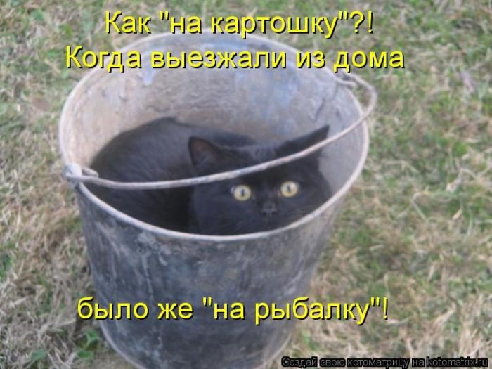 Лучшие котоматрицы недели