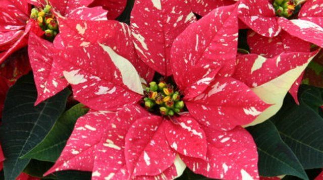 Eckespoint Primero Gingle Bells