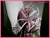 Кринум Августум (Crinum Avgustum)