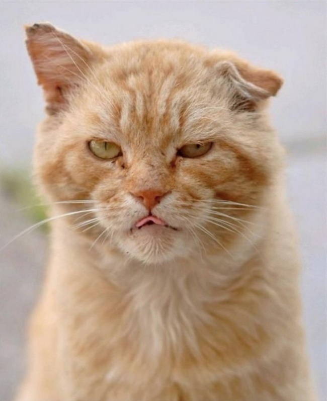 20 суровых дворовых котов