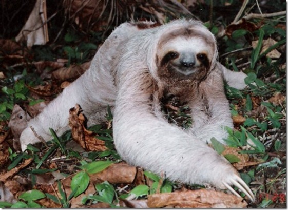 sloth sloth