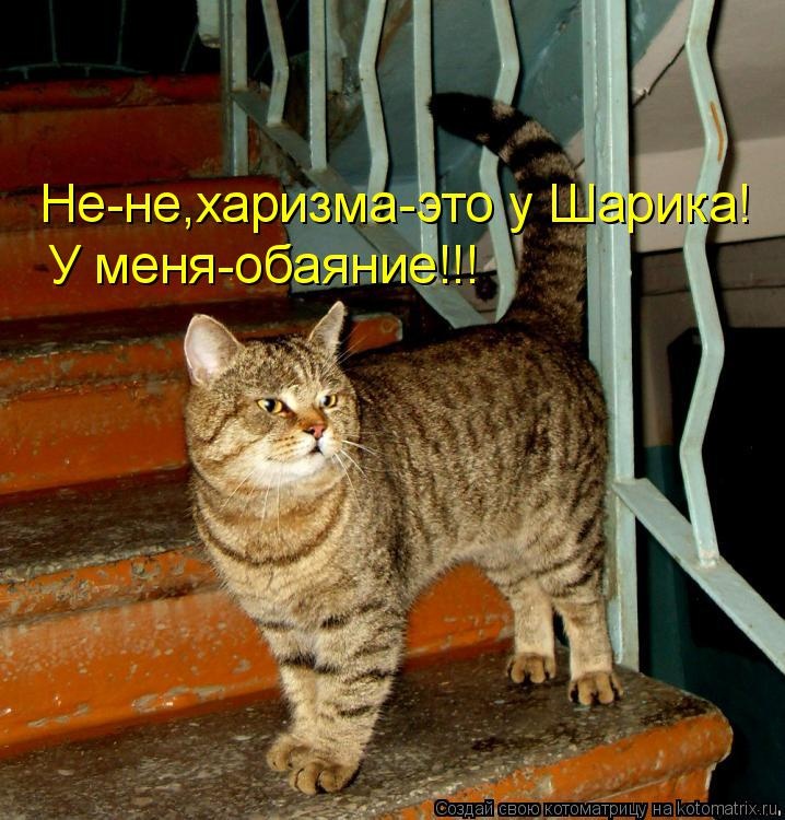 Санитар Васька (котоматрица) 40 фото Санитар Васька (котоматрица) 40 фото