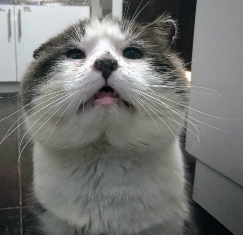 Без кота и жизнь не та