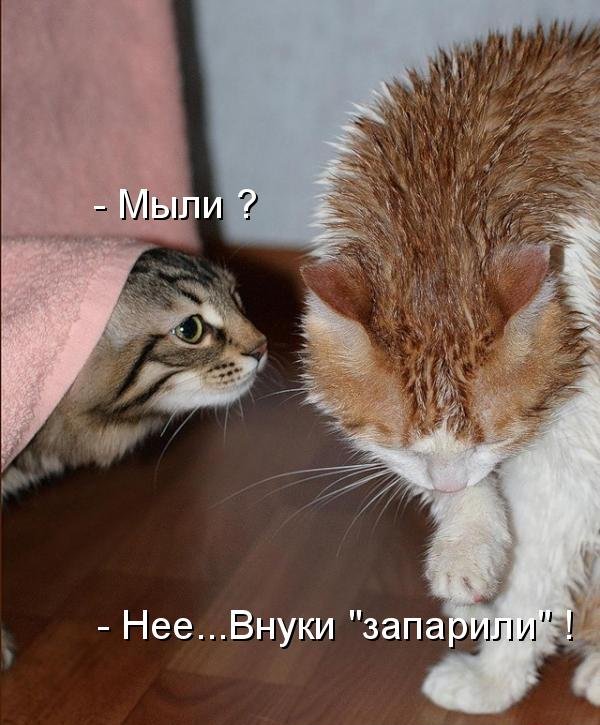 Котоматрица (81 фото)