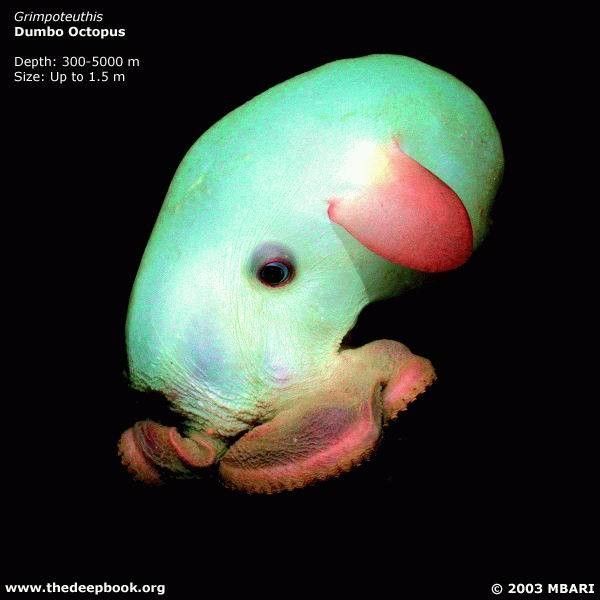 vpadina014