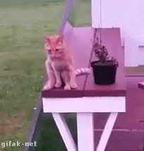 Прикольные гифки